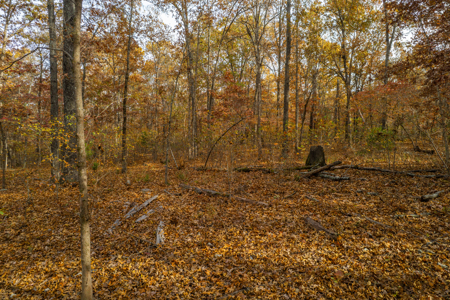 Wooded Acreage Retreat in the Missouri Ozarks | Tecumseh - image 8