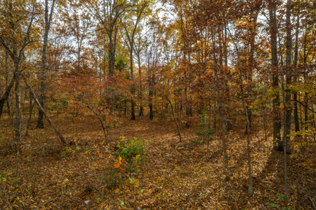Wooded Acreage Retreat in the Missouri Ozarks | Tecumseh - image 9