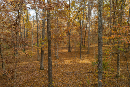 Wooded Acreage Retreat in the Missouri Ozarks | Tecumseh - image 6