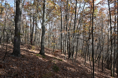 112-Acre Timberland Retreat with Cabin in Linden, Tennessee - image 2