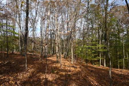 112-Acre Timberland Retreat with Cabin in Linden, Tennessee - image 11