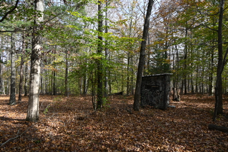 112-Acre Timberland Retreat with Cabin in Linden, Tennessee - image 14