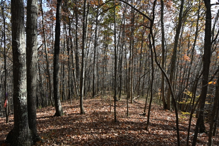 112-Acre Timberland Retreat with Cabin in Linden, Tennessee - image 1