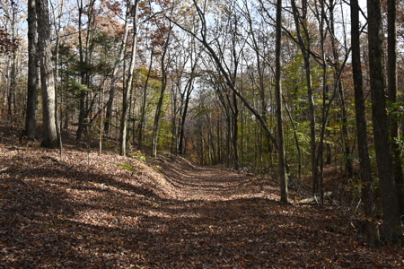 112-Acre Timberland Retreat with Cabin in Linden, Tennessee - image 4