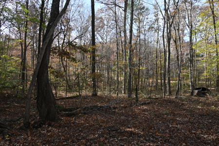 112-Acre Timberland Retreat with Cabin in Linden, Tennessee - image 3