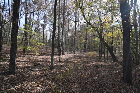 112-Acre Timberland Retreat with Cabin in Linden, Tennessee - image 7