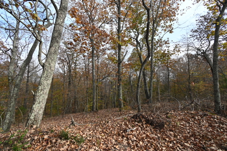 112-Acre Timberland Retreat with Cabin in Linden, Tennessee - image 20