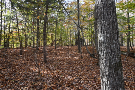 112-Acre Timberland Retreat with Cabin in Linden, Tennessee - image 10