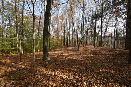 112-Acre Timberland Retreat with Cabin in Linden, Tennessee - image 13