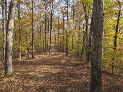 112-Acre Timberland Retreat with Cabin in Linden, Tennessee - image 28