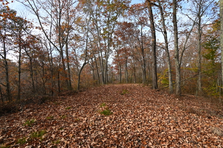 112-Acre Timberland Retreat with Cabin in Linden, Tennessee - image 19