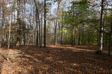 112-Acre Timberland Retreat with Cabin in Linden, Tennessee - image 15