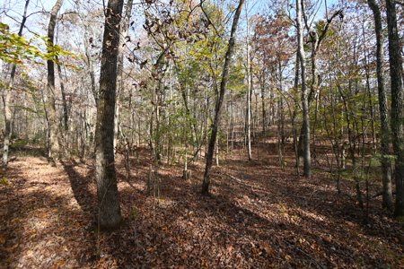 112-Acre Timberland Retreat with Cabin in Linden, Tennessee - image 8