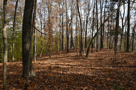 112-Acre Timberland Retreat with Cabin in Linden, Tennessee - image 12