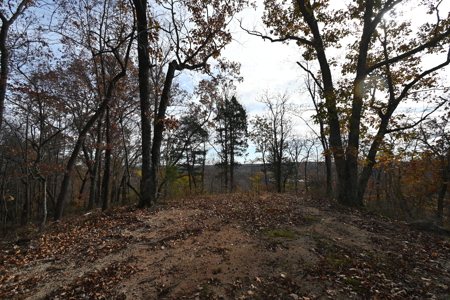 112-Acre Timberland Retreat with Cabin in Linden, Tennessee - image 18