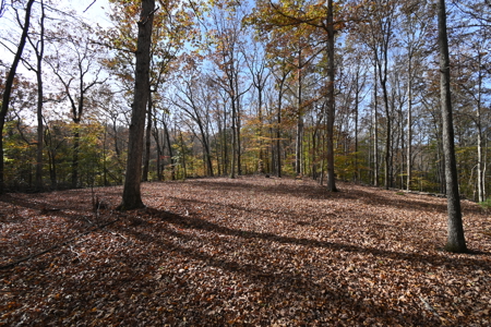 112-Acre Timberland Retreat with Cabin in Linden, Tennessee - image 9