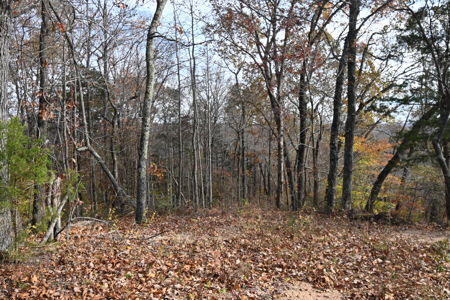 112-Acre Timberland Retreat with Cabin in Linden, Tennessee - image 17