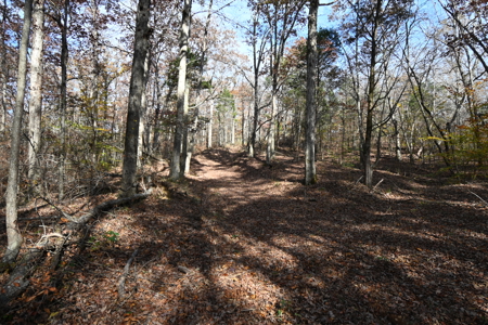 112-Acre Timberland Retreat with Cabin in Linden, Tennessee - image 5