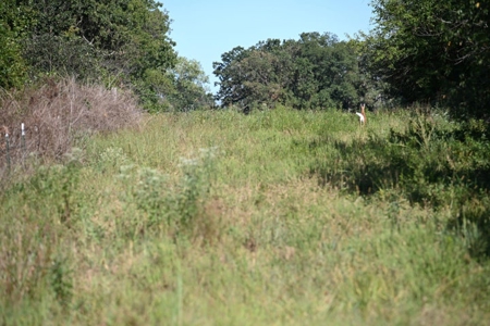 Land For Sale Vernon County Mo - image 21