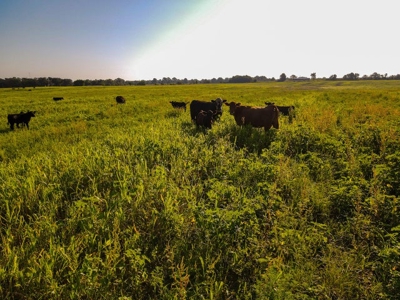Land For Sale Vernon County Mo - image 4