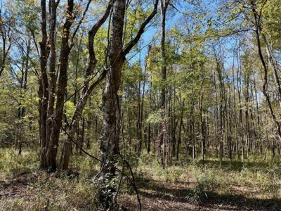 158.8 Acres Creek Frontage Clay County MS - image 19