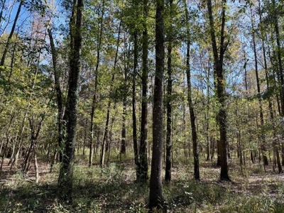 158.8 Acres Creek Frontage Clay County MS - image 23