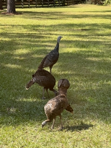 Charming 3 bedroom home for sale in Alachua, FL - image 45