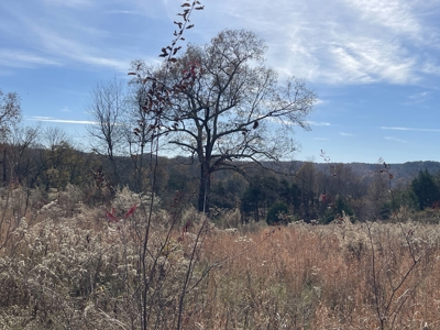 Land To Build On In Hardin County Tn, 9 +/- Ac, Creek, Old Home - image 34