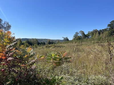 Land To Build On In Hardin County Tn, 9 +/- Ac, Creek, Old Home - image 3