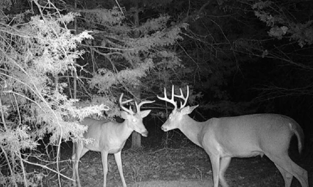 186 Acres in Squires MO – Farm, Home, Ponds & Excellent Deer Hunt - image 7