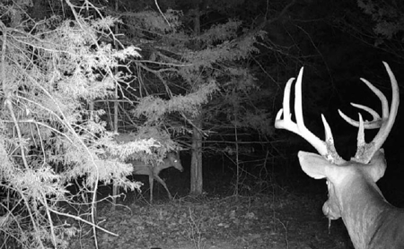 186 Acres in Squires MO – Farm, Home, Ponds & Excellent Deer Hunt - image 8