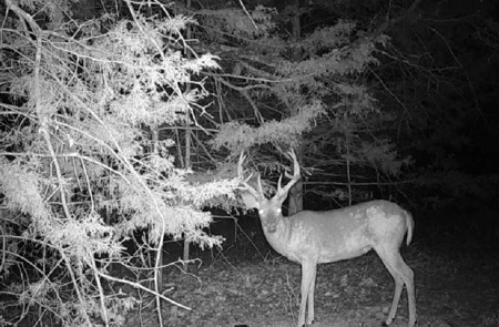 186 Acres in Squires MO – Farm, Home, Ponds & Excellent Deer Hunt - image 40