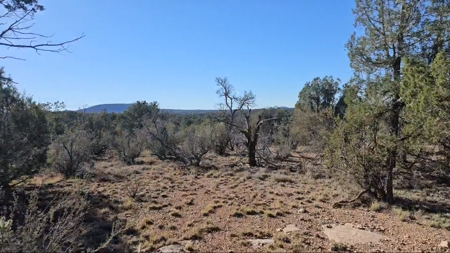 Beautifully treed Northern Arizona off grid property - image 7