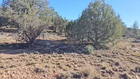 Beautifully treed Northern Arizona off grid property - image 3