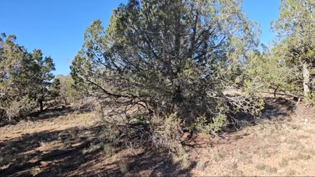 Beautifully treed Northern Arizona off grid property - image 8