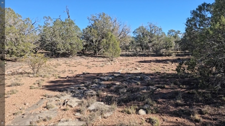 Beautifully treed Northern Arizona off grid property - image 5