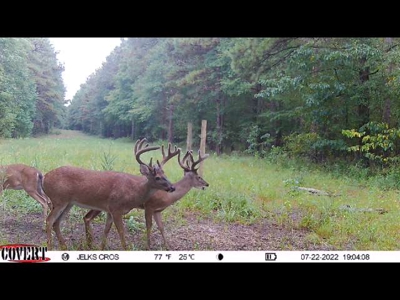 Premier Turnkey Duck & Deer Property With First Class Lodge - image 35