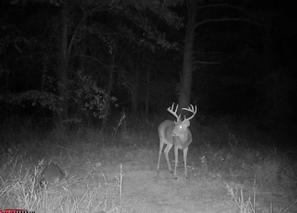 Premier Turnkey Duck & Deer Property With First Class Lodge - image 37