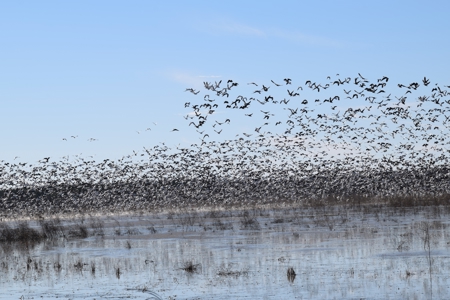 Premier Turnkey Duck & Deer Property With First Class Lodge - image 27