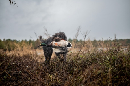 Premier Turnkey Duck & Deer Property With First Class Lodge - image 32