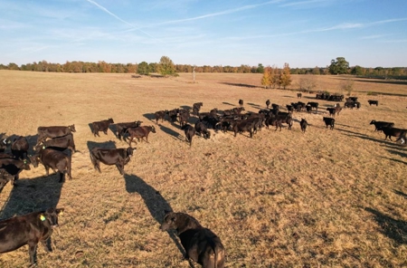 Rare 1,114 Acre Cattle Ranch & Premier Hunting Property - image 4