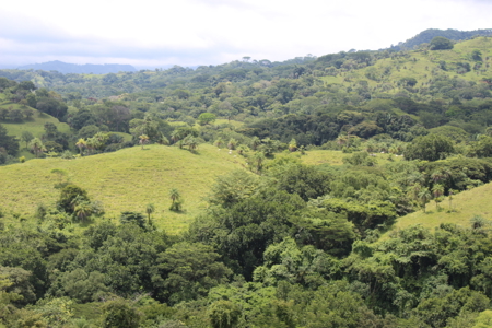 Large farm for sale in Costa Rica by broker Michael Krieg - image 7