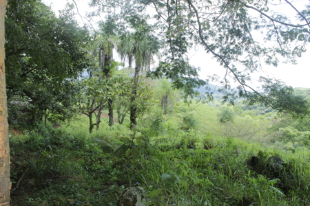 Large farm for sale in Costa Rica by broker Michael Krieg - image 12