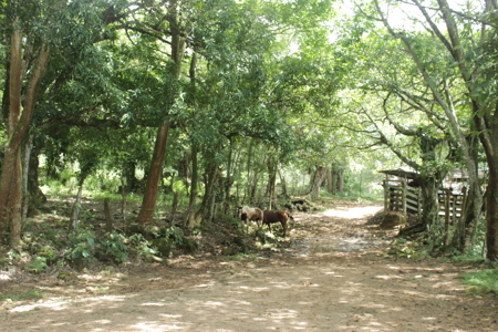 Large farm for sale in Costa Rica by broker Michael Krieg - image 11