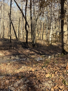 Country Home for Sale in Wayne County, Tennessee - image 32