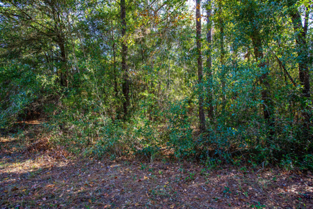 Residential Lot For Sale in Live Oak, Florida! - image 9