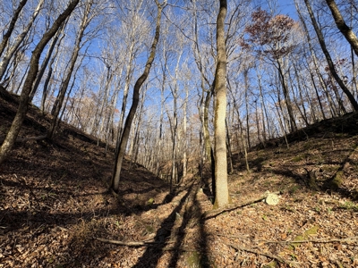 Land for Sale in Wayne County, Tennessee - image 11