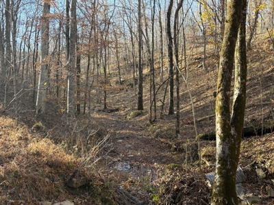 Land for Sale in Wayne County, Tennessee - image 10