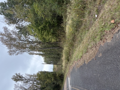 26.18± Acres Miller County, AR | Wooded Land with Power - image 3