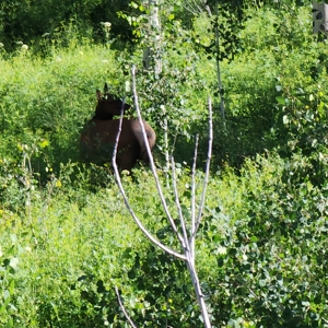 Coorado Hunting and Recreation Acreage - image 16